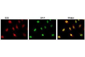 Immunofluorescence (IF) image for anti-EP300 Interacting Inhibitor of Differentiation 1 (EID1) (AA 159-187) antibody (ABIN3201016) (EID1 Antikörper  (AA 159-187))