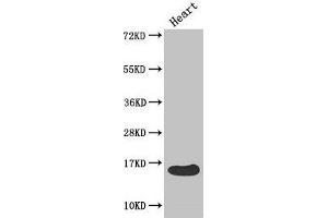 Western Blot Positive WB detected in: Mouse heart tissue All lanes: FABP3 antibody at 4 μg/mL Secondary Goat polyclonal to rabbit IgG at 1/50000 dilution Predicted band size: 15 kDa Observed band size: 15 kDa (FABP3 Antikörper  (AA 2-133))