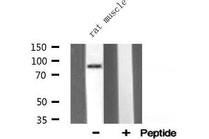 Western blot analysis of HSP90B1 expression in Rat muscle lysate (GRP94 Antikörper  (C-Term))