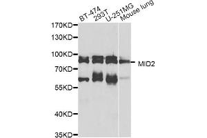 Western blot analysis of extracts of various cell lines, using MID2 antibody (ABIN5974895) at 1/1000 dilution. (Midline 2 Antikörper)