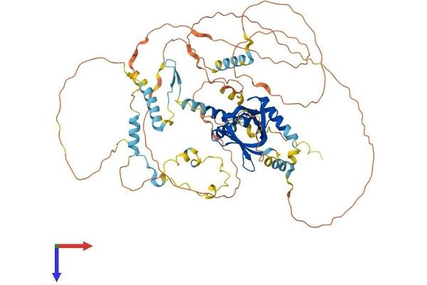 NUMB Protein (AA 1-651) (His tag)