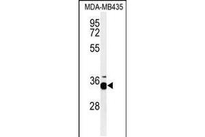 Western blot analysis of PHB2-Y248in MDA-MB435 cell line lysates (35ug/lane) (Prohibitin 2 Antikörper  (AA 225-255))