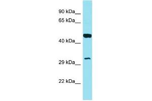 Host: Rabbit Target Name: GOLPH3L Sample Type: MCF7 Whole Cell lysates Antibody Dilution: 1.
