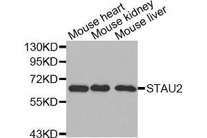 Western blot analysis of extracts of various cell lines, using STAU2 antibody. (Double-stranded RNA-binding protein Staufen homolog 2 (STAU2) (AA 300-400) Antikörper)