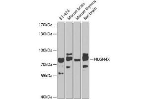 Western blot analysis of extracts of various cell lines, using NLGN4X antibody (ABIN6130594, ABIN6144650, ABIN6144651 and ABIN6224001) at 1:1000 dilution. (Neuroligin 4 Antikörper  (AA 697-816))
