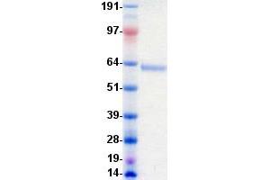 Validation with Western Blot (EPH Receptor A8 Protein (EPHA8) (DYKDDDDK-His Tag))