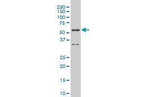 RUNX2 monoclonal antibody (M16A), clone 4E5 Western Blot analysis of RUNX2 expression in NIH/3T3 . (RUNX2 Antikörper  (AA 311-450))