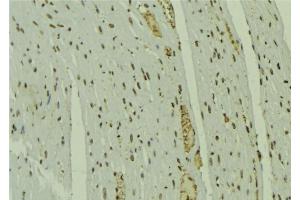 ABIN6279632 at 1/100 staining Mouse muscle tissue by IHC-P. (NOL7 Antikörper  (C-Term))