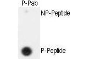 Dot blot analysis of anti-hSeparase- Phospho-specific Pab (ABIN389654 and ABIN2839639) on nitrocellulose membrane.