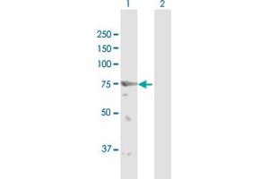 Western Blot analysis of GFPT2 expression in transfected 293T cell line by GFPT2 MaxPab polyclonal antibody. (GFPT2 Antikörper  (AA 1-682))