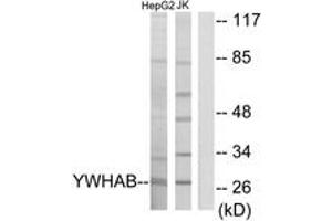 Western blot analysis of extracts from HepG2/Jurkat cells, using 14-3-3 beta Antibody. (YWHAB Antikörper  (AA 41-90))