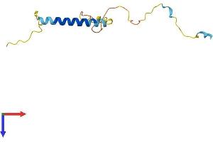 MLANA Protein (AA 1-118) (His tag)