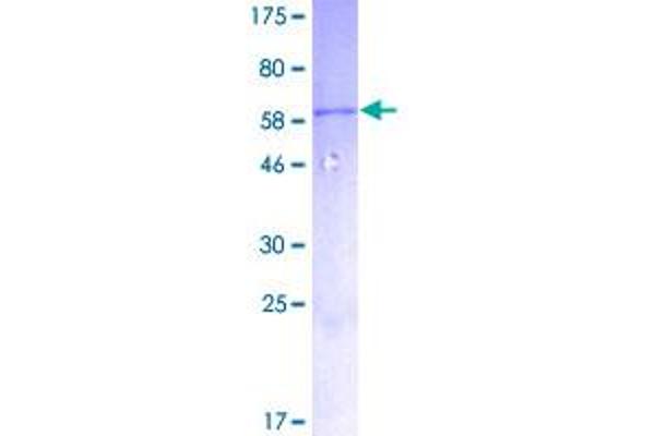 MYD88 Protein (AA 1-296) (GST tag)