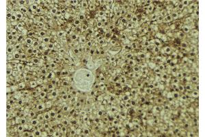 ABIN6273192 at 1/100 staining Mouse liver tissue by IHC-P. (Antizyme Inhibitor 1 Antikörper  (Internal Region))