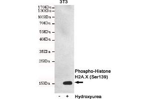 Western blot detection of Phosphorylation of H2A. (H2AFX Antikörper  (pSer139))
