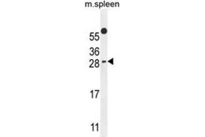 WIBG Antibody (N-term) western blot analysis in mouse spleen tissue lysates (35 µg/lane). (PYM Antikörper  (N-Term))