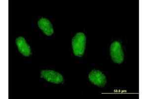 Immunofluorescence of purified MaxPab antibody to MAFG on Daoy cell. (Mafg Antikörper  (AA 1-162))