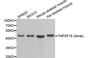 Western blot analysis of extracts of various cell lines, using TNFSF18 antibody. (TNFSF18 Antikörper)