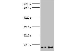 Western blot All lanes: GEMIN7 antibody at 2 μg/mL Lane 1: Hela whole cell lysate Lane 2: 293T whole cell lysate Secondary Goat polyclonal to rabbit IgG at 1/10000 dilution Predicted band size: 15 kDa Observed band size: 15 kDa (GEMIN7 Antikörper  (AA 1-131))