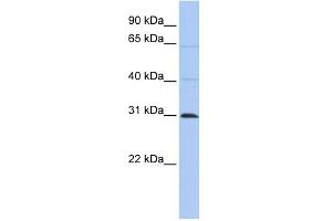 WB Suggested Anti-C1orf184 Antibody Titration:  0.