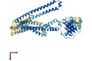 TAP2 Protein (AA 1-686) (His tag)