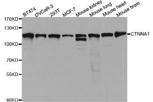 Western blot analysis of extracts of various cell lines, using CTNNA1 antibody. (CTNNA1 Antikörper)