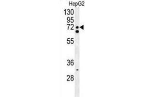 Western Blotting (WB) image for anti-CLK4-Associating Serine/arginine Rich Protein (CLASRP) antibody (ABIN3002315) (SFRS16 Antikörper)