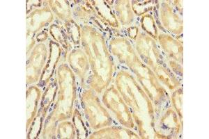 Immunohistochemistry of paraffin-embedded human kidney tissue using ABIN7144749 at dilution of 1:100