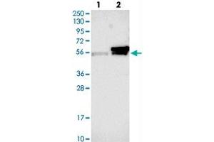 Western blot analysis of Lane 1: Negative control (vector only transfected HEK293T lysate), Lane 2: Over-expression Lysate (Co-expressed with a C-terminal myc-DDK tag (~3. (KCMF1 Antikörper)
