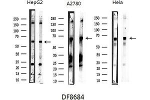 anti-NADPH Oxidase 1 (NOX1) (C-Term) antibody