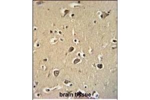 PCDHGC3 Antibody (Center) (ABIN654100 and ABIN2843984) immunohistochemistry analysis in formalin fixed and paraffin embedded human brain tissue followed by peroxidase conjugation of the secondary antibody and DAB staining. (Protocadherin gamma Subfamily C, 3 (PCDHGC3) (AA 511-539) Antikörper)