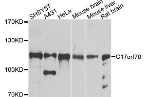 Western blot analysis of extracts of various cells, using C17orf70 antibody. (C17orf70 Antikörper)