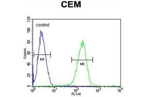 C10orf78 Antibody (N-term) flow cytometric analysis of CEM cells (right histogram) compared to a negative control cell (left histogram). (SFR1 Antikörper  (N-Term))