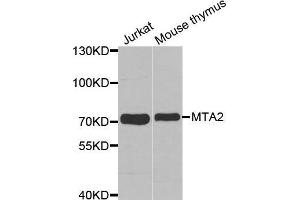 Western blot analysis of extracts of various cell lines, using MTA2 antibody. (MTA2 Antikörper  (AA 60-180))