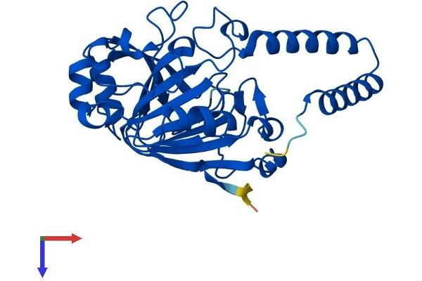 C2orf60 Protein (AA 1-315) (His tag)