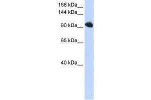 SFRS8 antibody used at 1 ug/ml to detect target protein.