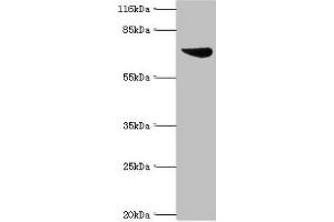 WB analysis of K562 whole cell lysates, using ASH2L antibody. (ASH2L Antikörper  (AA 1-534))