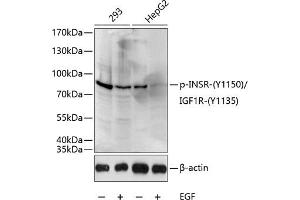Western blot analysis of extracts of 293 and HepG2 cells, using Phospho-INSR-Y1150/IGF1R-Y1135 antibody (ABIN3023558, ABIN3023559, ABIN3023560 and ABIN6225407) at 1:1000 dilution.