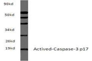 Western blot analyzes of Actived-Caspase-3 p17 Antibody in extracts from sp20 cells at 1/500 dilution.