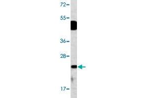 Western blot analysis of mouse bladder tissue lysate (35 ug/lane) with DUSP14 polyclonal antibody . (DUSP14 Antikörper  (N-Term))