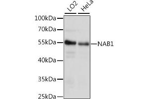Western blot analysis of extracts of various cell lines, using N antibody (ABIN7268904) at 1:1000 dilution. (NAB1 Antikörper  (AA 278-487))