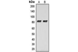 Western blot analysis of HSL (pS552) expression in HeLa (A), HEK293T (B) whole cell lysates. (LIPE Antikörper  (pSer552))
