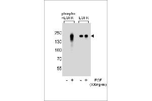 Western blot analysis of extracts from A431 cells, untreated or treated with EGF, using phospho EGFR- (left) or ErBB2 antibody (right)