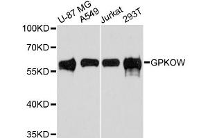 Western blot analysis of extracts of various cell lines, using GPKOW antibody.
