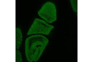 Image no. 2 for anti-Sortilin-Related Receptor, L(DLR Class) A Repeats Containing (SORL1) (AA 1220-1337) antibody (ABIN968899)