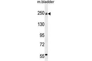 COL5A1 Antibody (N-term) western blot analysis in mouse bladder tissue lysates (35µg/lane). (Collagen Type V Antikörper  (N-Term))