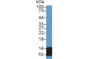 Western Blotting (WB) image for anti-Urocortin 2 (UCN2) (AA 20-112) antibody (ABIN7435022)