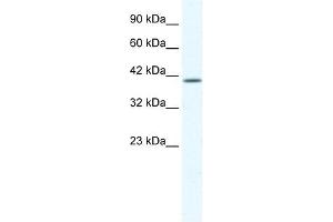 KCNK13 antibody used at 1. (KCNK13 Antikörper  (C-Term))