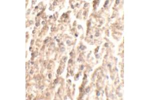 Immunohistochemical analysis of ANGPT2 in mouse liver tissue with ANGPT2 polyclonal antibody  at 2. (Angiopoietin 2 Antikörper  (C-Term))