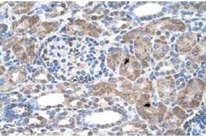 Immunohistochemical staining (Formalin-fixed paraffin-embedded sections) of human kidney with IFI44L polyclonal antibody  at 4-8 ug/mL working concentration. (IFI44L Antikörper  (N-Term))